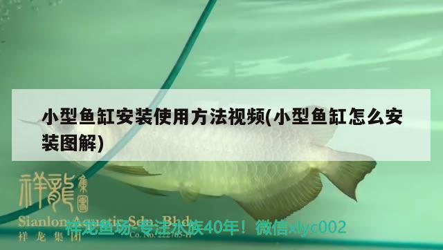 沈阳观赏鱼鱼苗繁殖基地电话号码（北京白龙马装修网） 泰国雪鲫鱼 第2张