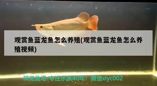 彩蝶1.8米鱼缸能放多少升水啊视频(彩蝶15米缸多少升水)