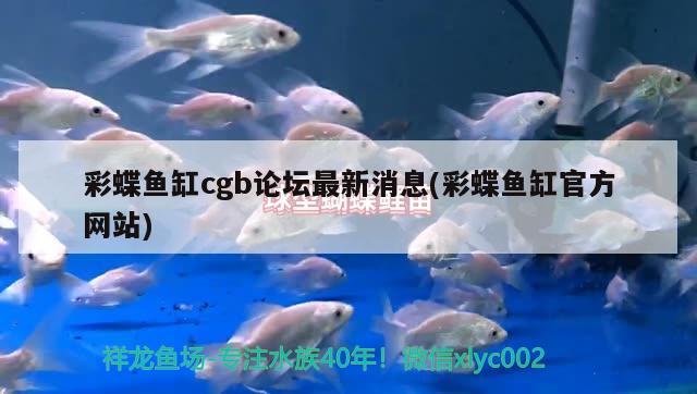 杭州鱼缸制作哪家专业，苏州鱼缸定制厂家在哪里