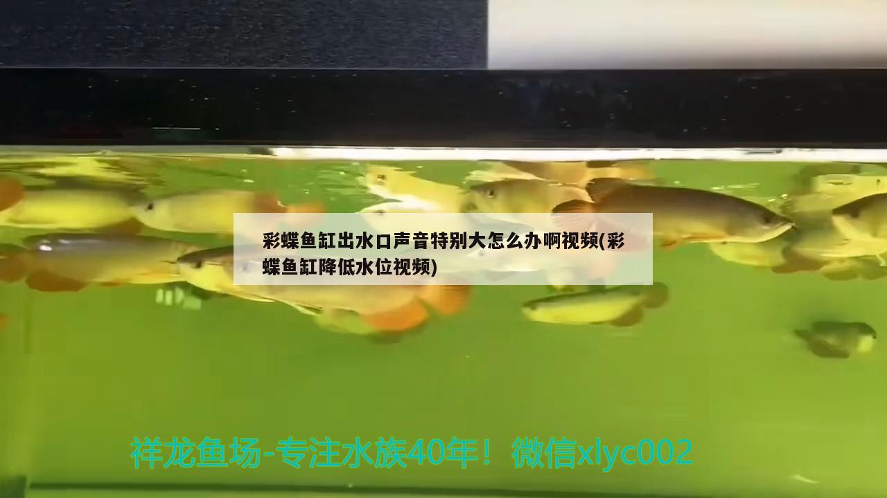 彩蝶鱼缸出水口声音特别大怎么办啊视频(彩蝶鱼缸降低水位视频)