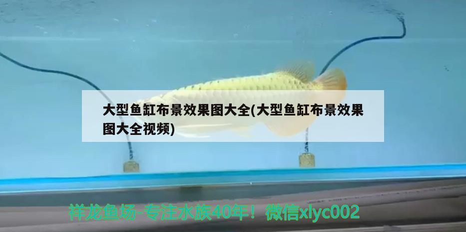 大型鱼缸布景效果图大全(大型鱼缸布景效果图大全视频) 黄金眼镜蛇雷龙鱼