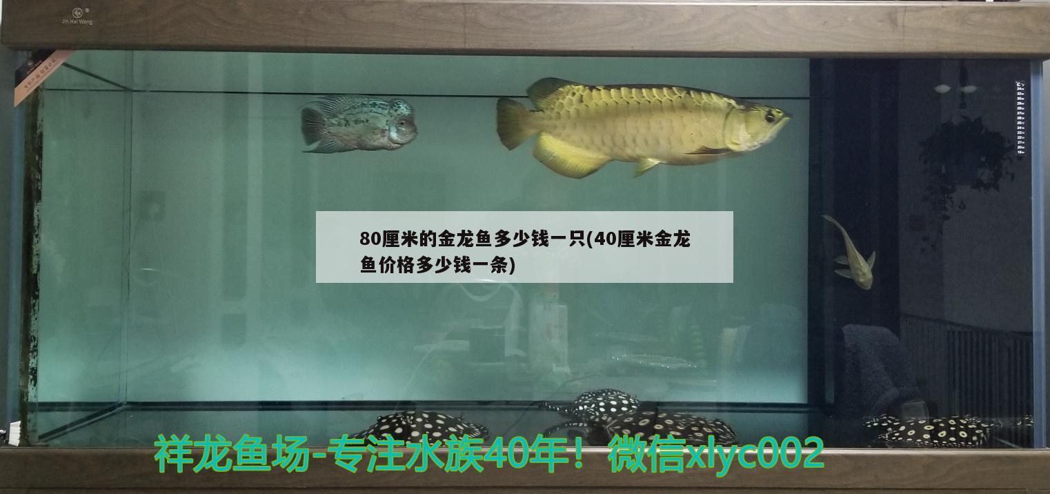 80厘米的金龙鱼多少钱一只(40厘米金龙鱼价格多少钱一条) 黄金达摩鱼 第2张