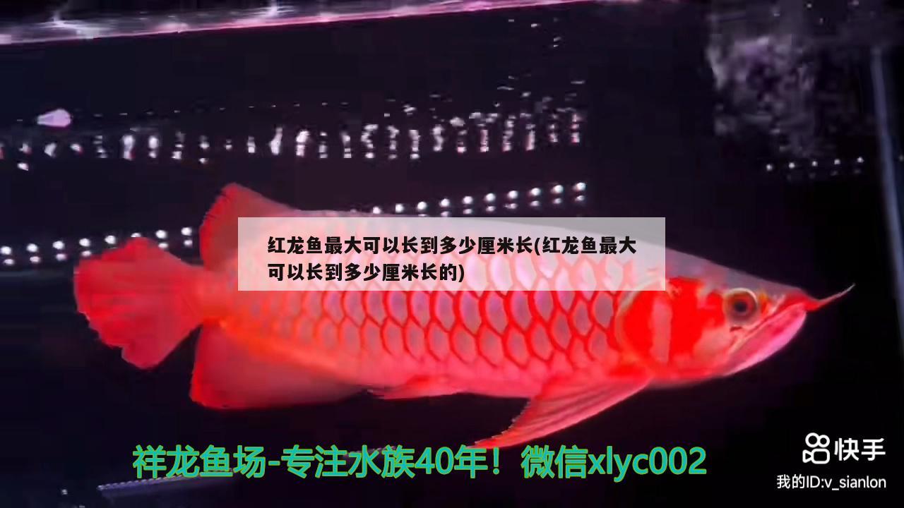 红龙鱼最大可以长到多少厘米长(红龙鱼最大可以长到多少厘米长的)