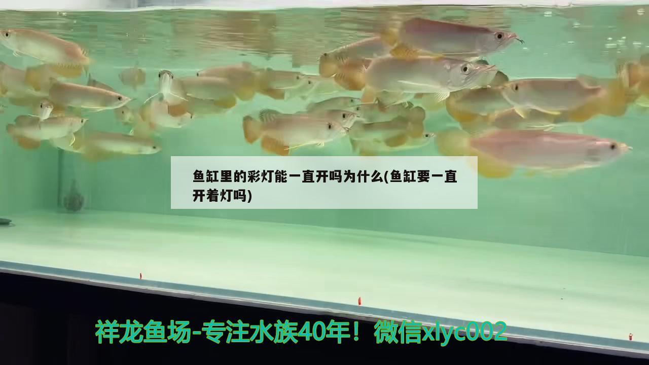 鱼缸里的彩灯能一直开吗为什么(鱼缸要一直开着灯吗) 申古银版鱼