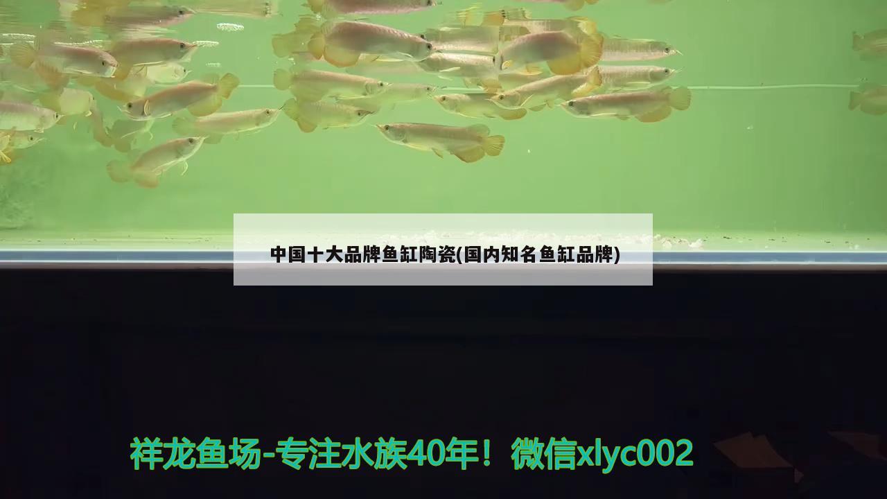 中国十大品牌鱼缸陶瓷(国内知名鱼缸品牌)