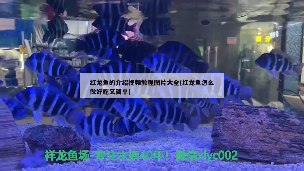 红剑鱼能和曼龙鱼混养吗图片(红曼龙鱼能和什么鱼混养)