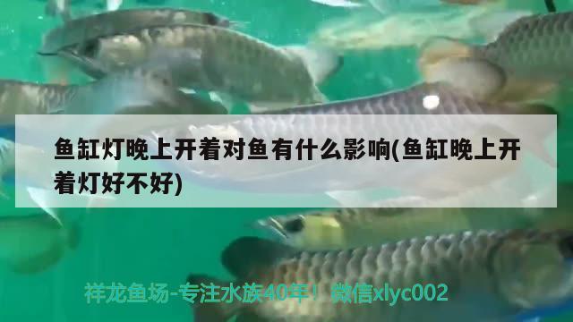 沧州水族批发市场:沧州商贸城干嘛的 观赏鱼水族批发市场 第1张