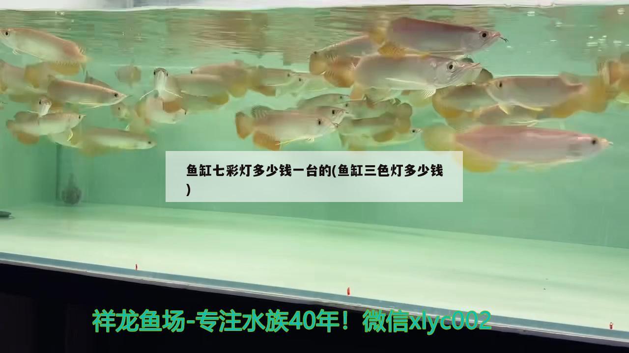 鱼缸七彩灯多少钱一台的(鱼缸三色灯多少钱) 广州观赏鱼批发市场