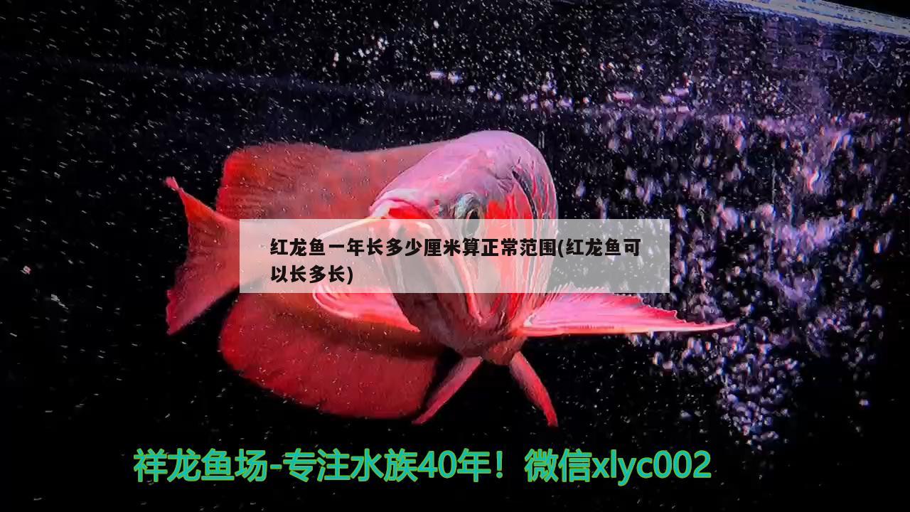 红龙鱼一年长多少厘米算正常范围(红龙鱼可以长多长)