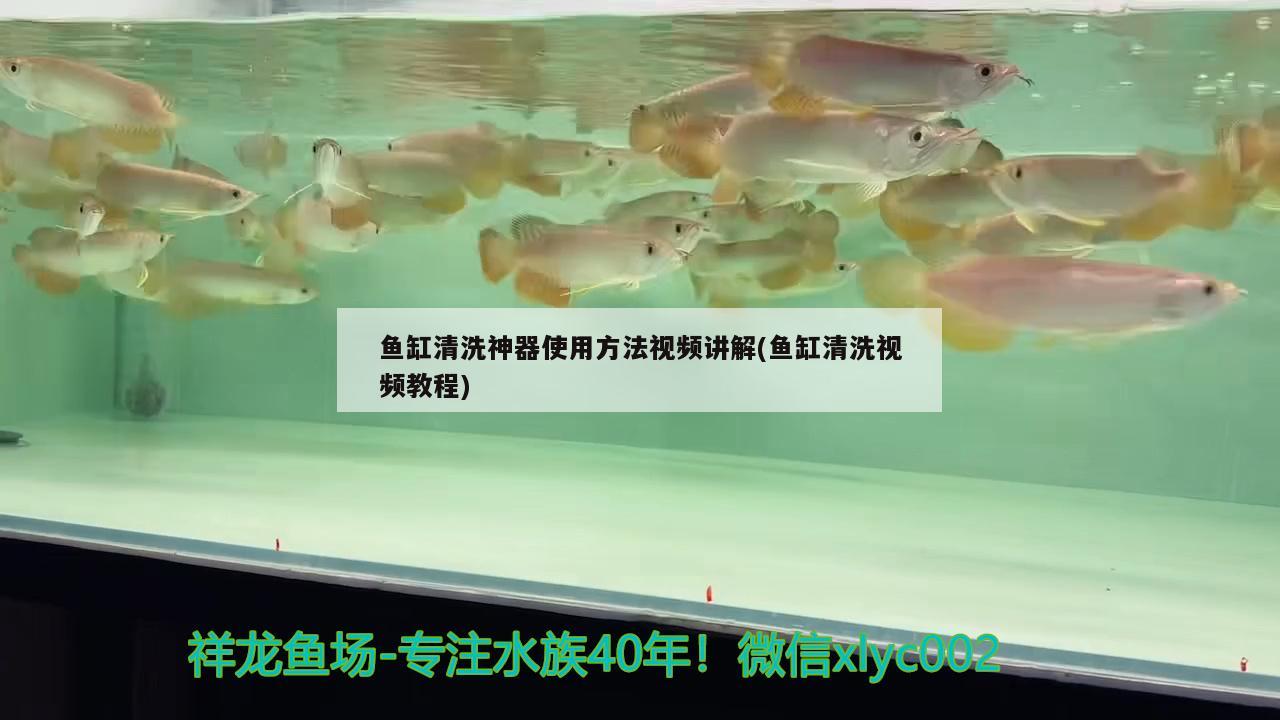 鱼缸清洗神器使用方法视频讲解(鱼缸清洗视频教程) 粗线银版鱼