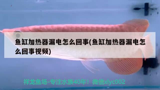 202068日二年半鱼 观赏鱼 第1张