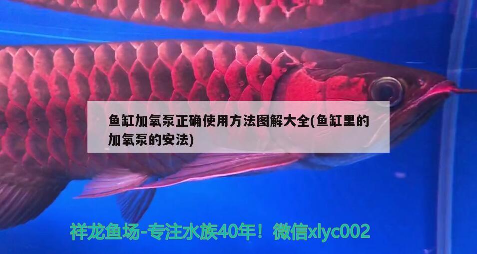 鱼缸加氧泵正确使用方法图解大全(鱼缸里的加氧泵的安法) 海象鱼