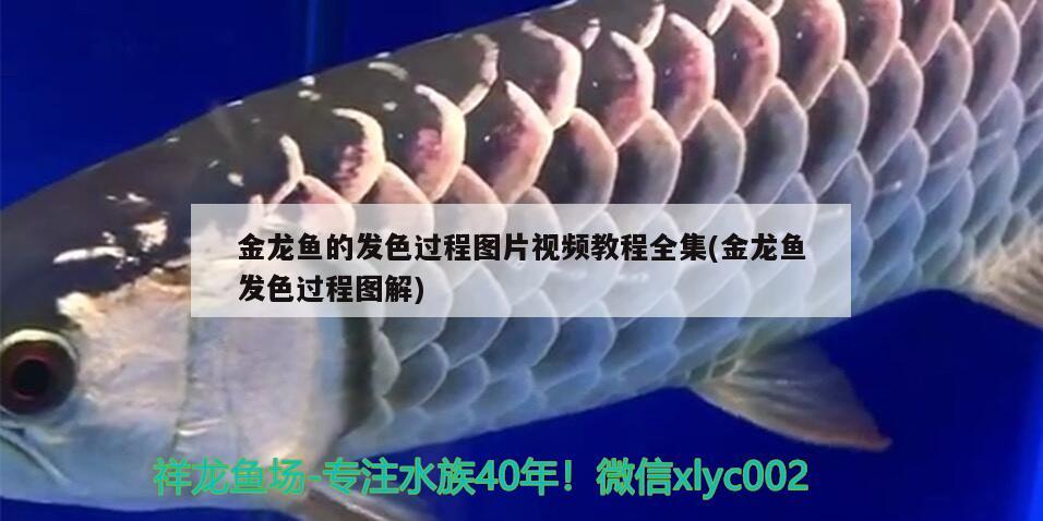 南京哪里有卖鱼缸盆景的：南京哪里可以买鱼缸