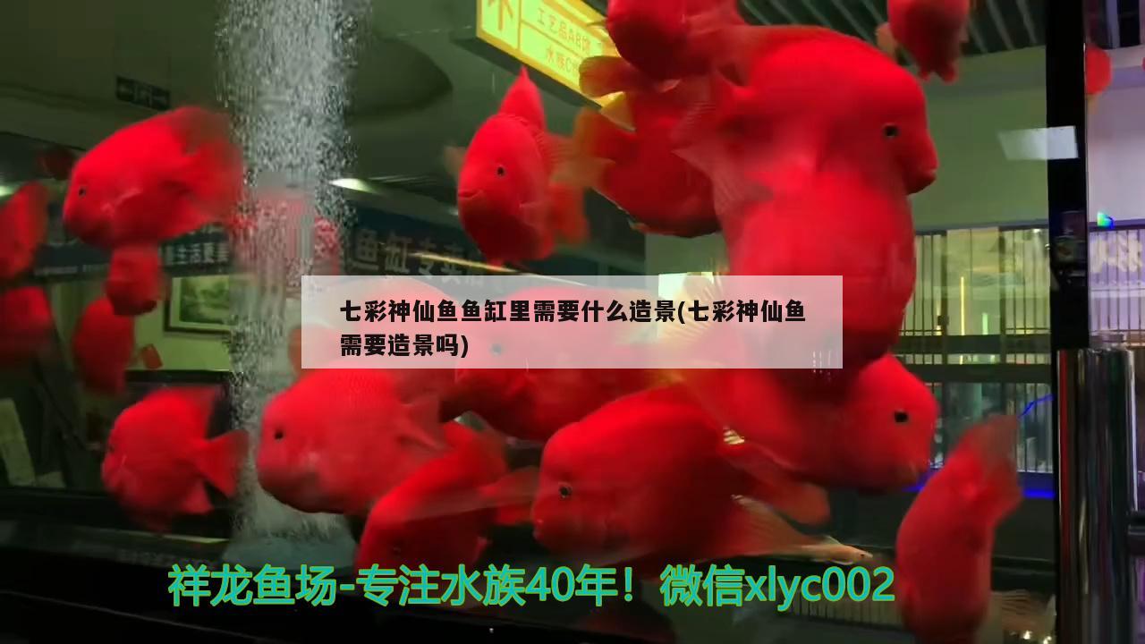 七彩神仙鱼鱼缸里需要什么造景(七彩神仙鱼需要造景吗)