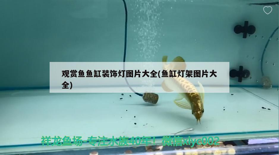 观赏鱼鱼缸装饰灯图片大全(鱼缸灯架图片大全) 马拉莫宝石鱼苗