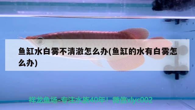 北京观赏鱼批发便宜的地方有哪些：北京观赏鱼批发便宜的地方有哪些店