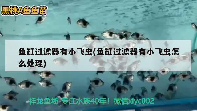 郑州最大的鱼缸批发市场在哪里啊（郑州海水鱼缸哪家做的比较好） 海象鱼 第2张