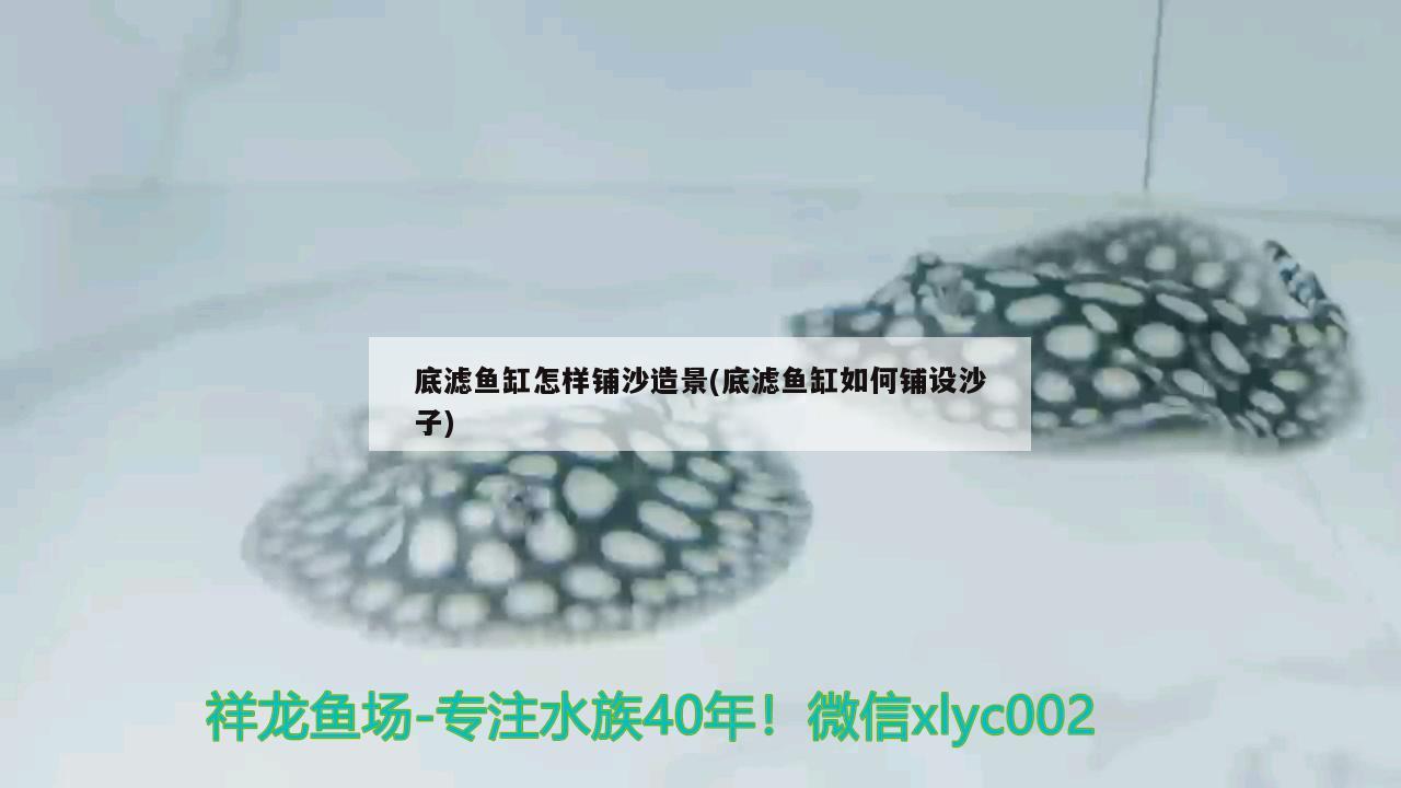 广州鱼缸批发市场小红龙经常跳缸 暹罗巨鲤 第3张