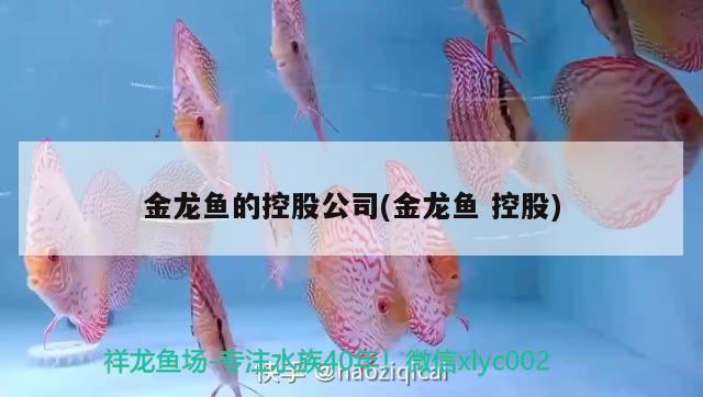 广州鱼缸批发市场小红龙经常跳缸