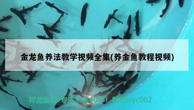 金龙鱼养法教学视频全集(养金鱼教程视频)