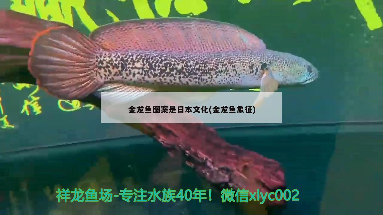 金龙鱼图案是日本文化(金龙鱼象征) 黑云鱼