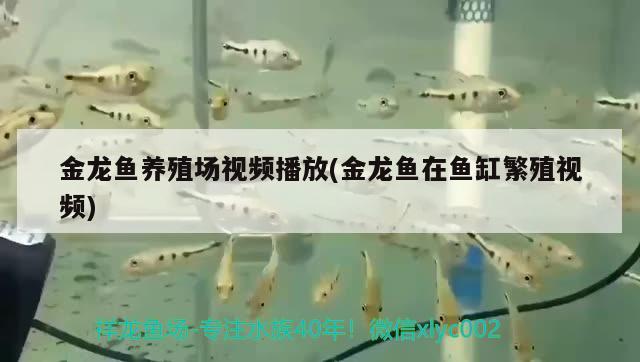 金龙鱼养殖场视频播放(金龙鱼在鱼缸繁殖视频)