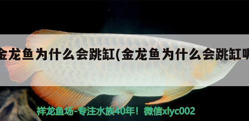 观赏鱼七彩神仙鱼品种(七彩神仙鱼有多少品种图解)
