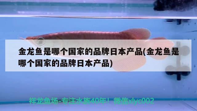 金龙鱼是哪个国家的品牌日本产品(金龙鱼是哪个国家的品牌日本产品)