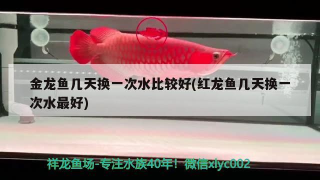 台湾水族批发市场有哪些品种鱼苗(台湾水族批发市场有哪些品种鱼苗的) 稀有红龙品种 第2张