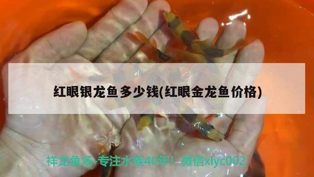 台湾观赏鱼品种（台湾白金蝴蝶龙鲤是冷水鱼还是热带鱼）
