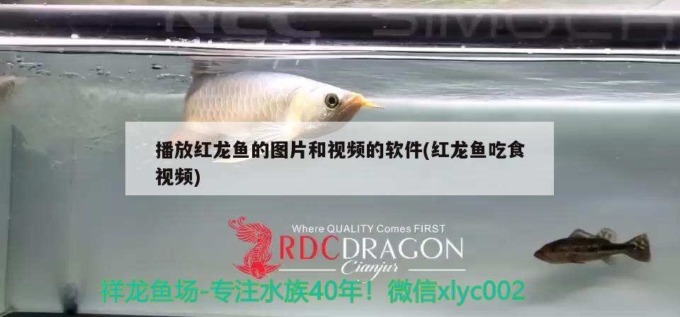 播放红龙鱼的图片和视频的软件(红龙鱼吃食视频)