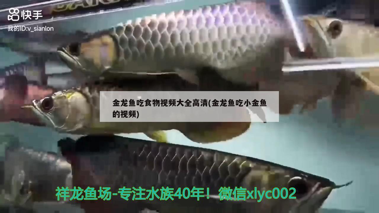 金龙鱼吃食物视频大全高清(金龙鱼吃小金鱼的视频)