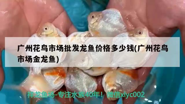 广州花鸟市场批发龙鱼价格多少钱(广州花鸟市场金龙鱼) 稀有金龙鱼