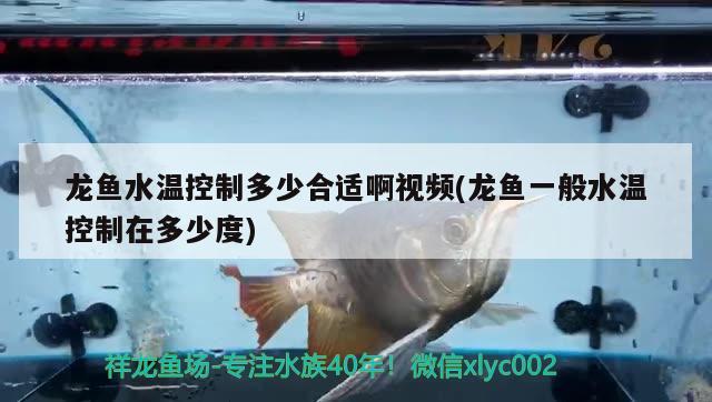 龙鱼水温控制多少合适啊视频(龙鱼一般水温控制在多少度) 白子球鲨鱼