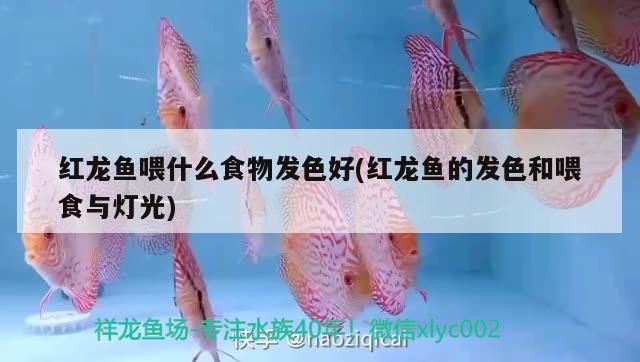 海西蒙古族藏族自治州水族馆求助 印尼小红龙 第2张