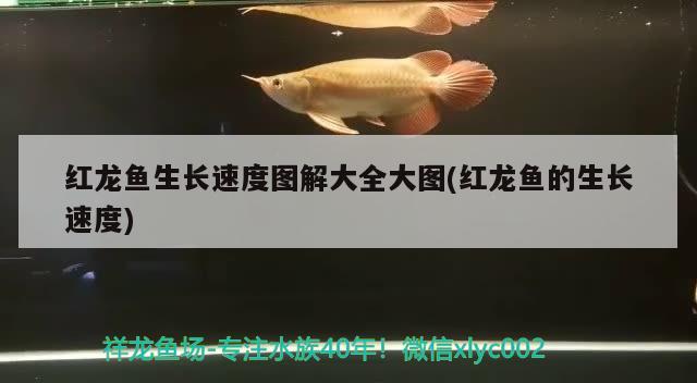 襄樊水族批发市场在哪里有卖海鲜的（想去贵州的黄果树，苗寨、侗寨、小七孔、镇） 过背金龙鱼 第2张