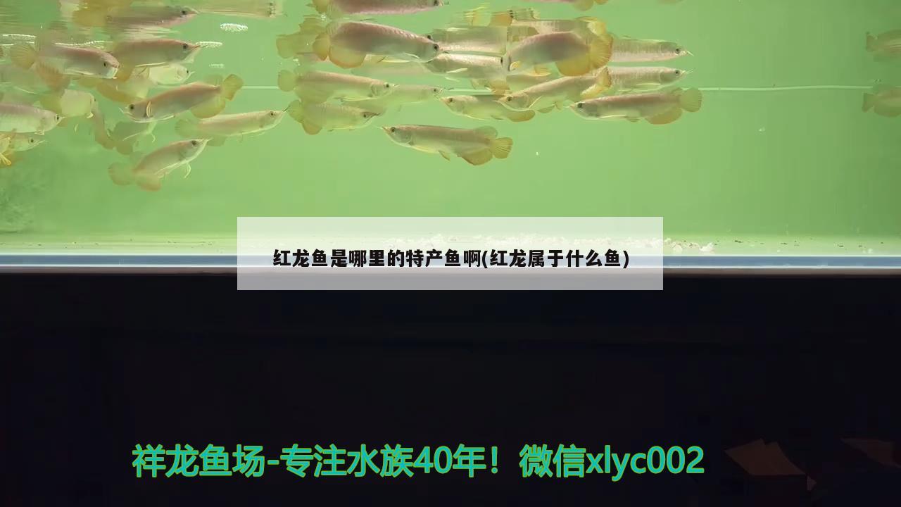 2米战斗系统惠州现场制作:钢木克罗心 巴西亚鱼 第3张