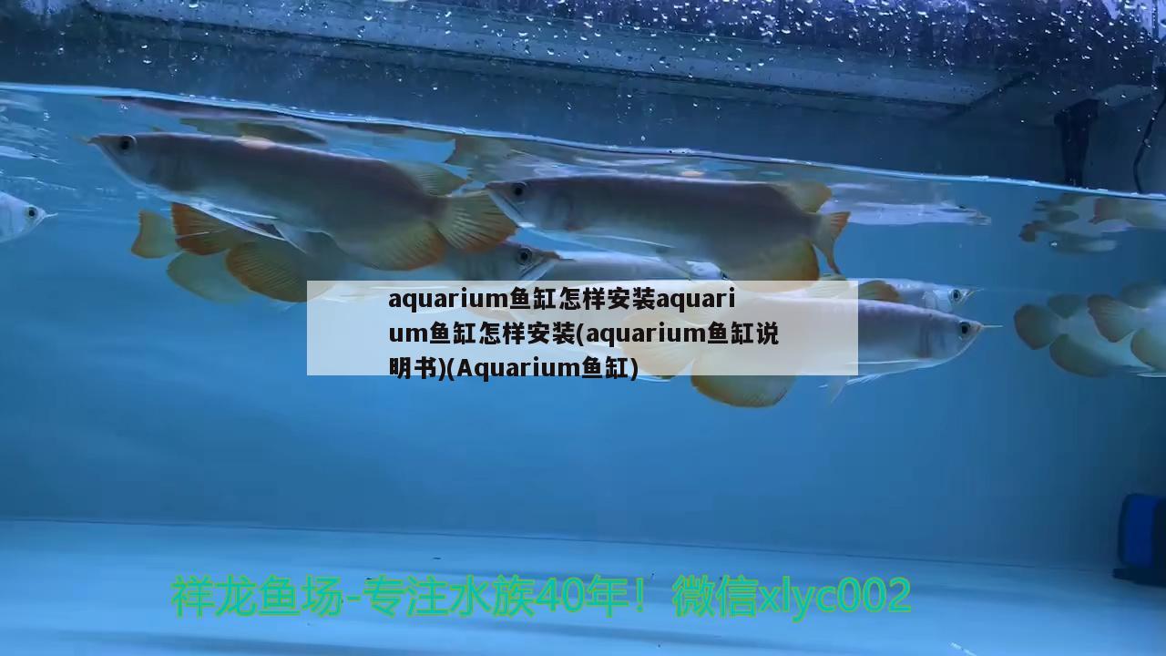 aquarium鱼缸怎样安装aquarium鱼缸怎样安装(aquarium鱼缸说明书)(Aquarium鱼缸) 麦肯斯银版鱼