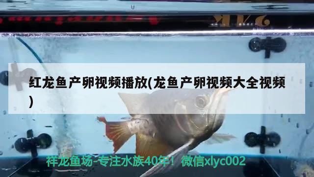 红龙鱼产卵视频播放(龙鱼产卵视频大全视频) 进口元宝凤凰鱼
