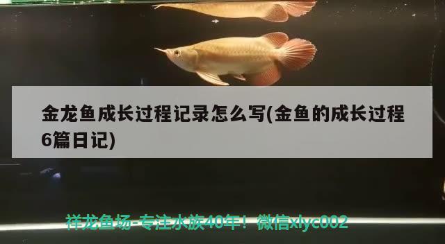 淄博水族批发市场在哪里啊多少钱一个（淄博最大的观赏鱼市场）
