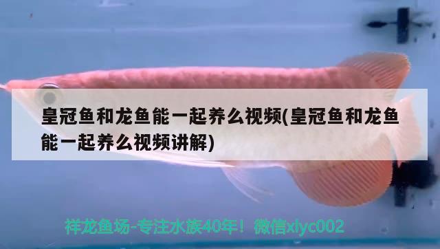皇冠鱼和龙鱼能一起养么视频(皇冠鱼和龙鱼能一起养么视频讲解) 三间鼠鱼苗