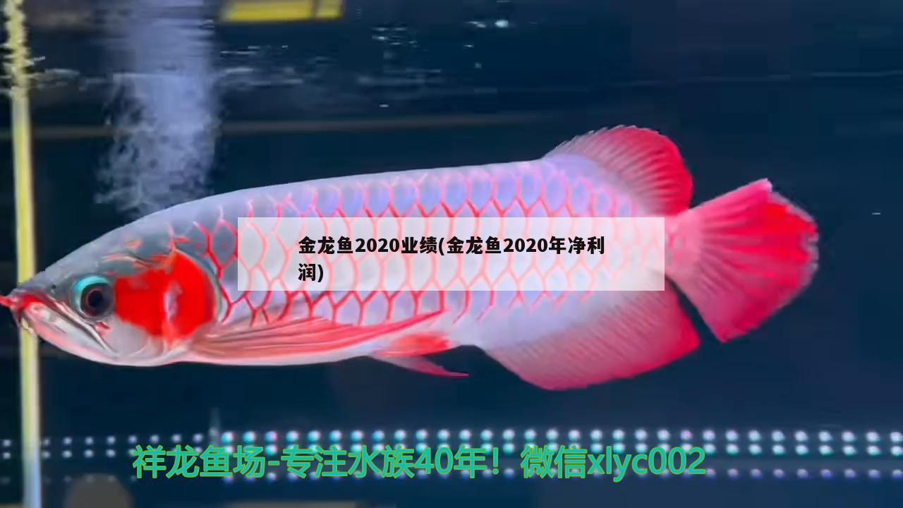 金龙鱼2020业绩(金龙鱼2020年净利润) 野彩鱼