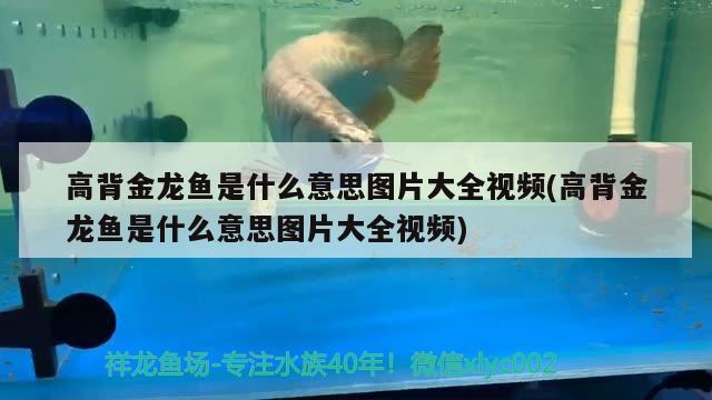晋城水族馆谁的鱼缸鱼池使用自动排污自动补水系统的？分享一下哩想弄大缸 慈雕鱼 第1张