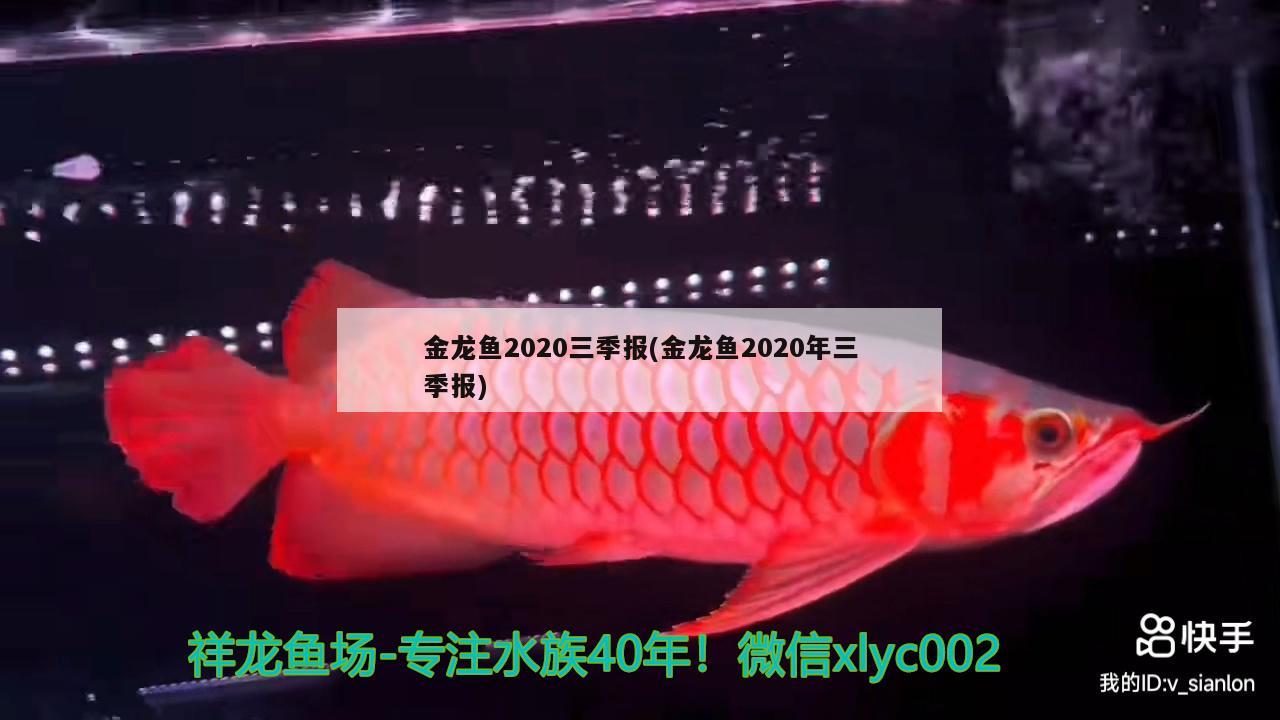 金龙鱼2020三季报(金龙鱼2020年三季报) 造景/装饰