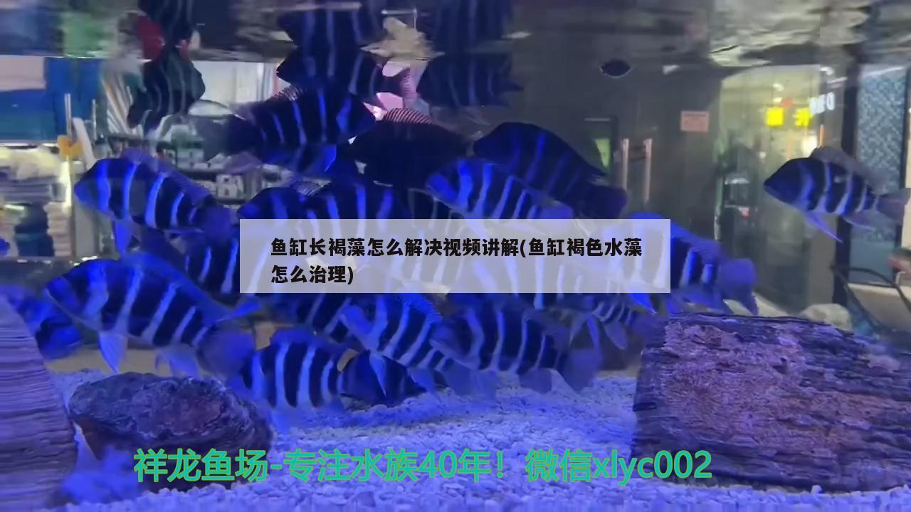 鱼缸长褐藻怎么解决视频讲解(鱼缸褐色水藻怎么治理)