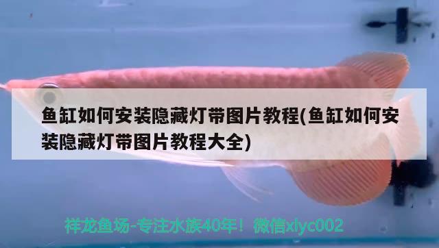 银板鱼能长多大（银板鱼能长多大尺寸） 广州龙鱼批发市场 第3张