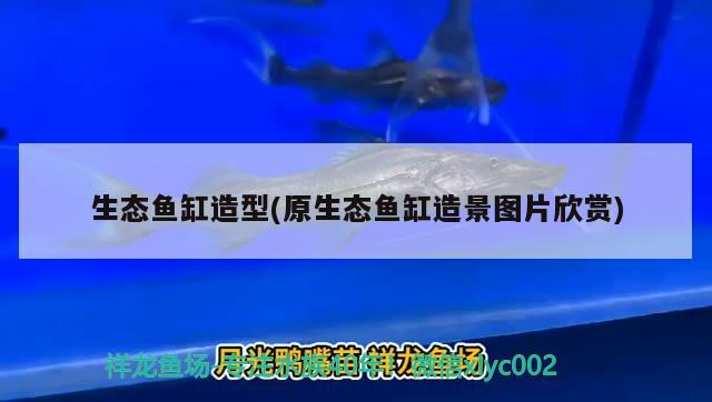 生态鱼缸造型(原生态鱼缸造景图片欣赏) 赛级红龙鱼