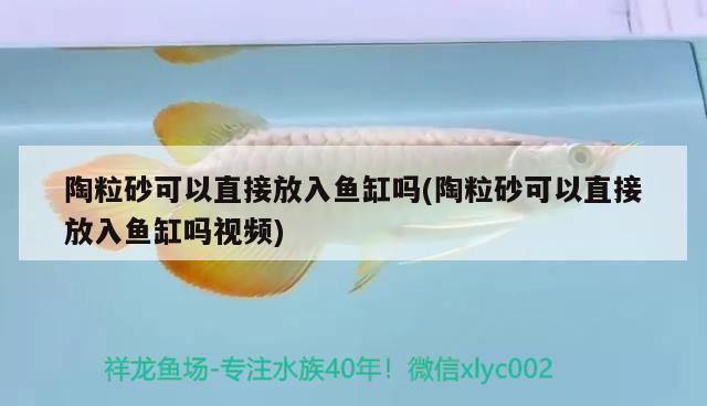 陶粒砂可以直接放入鱼缸吗(陶粒砂可以直接放入鱼缸吗视频) 广州观赏鱼鱼苗批发市场