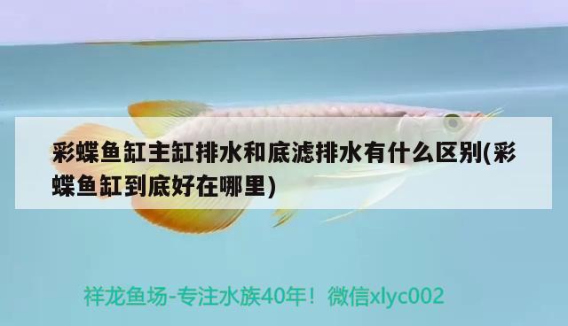 南京天天园林工程有限公司 麦肯斯银版鱼 第2张