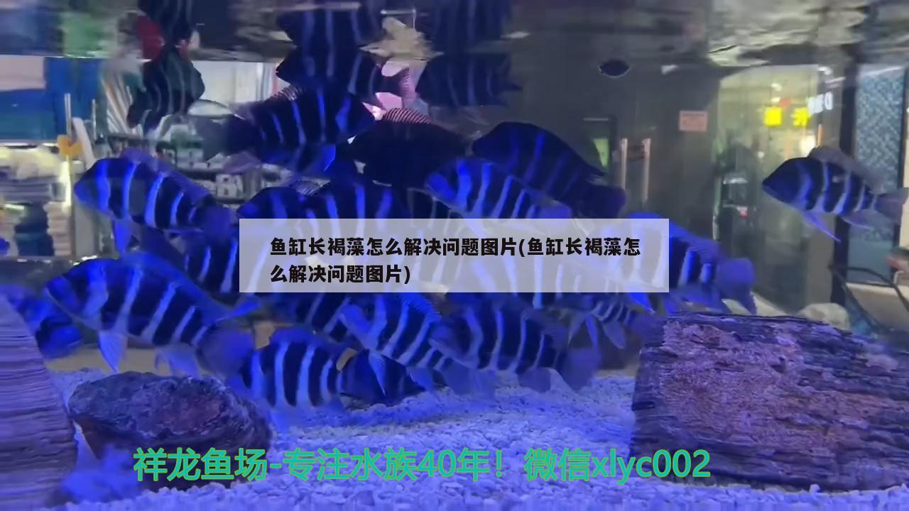 鱼缸长褐藻怎么解决问题图片(鱼缸长褐藻怎么解决问题图片)